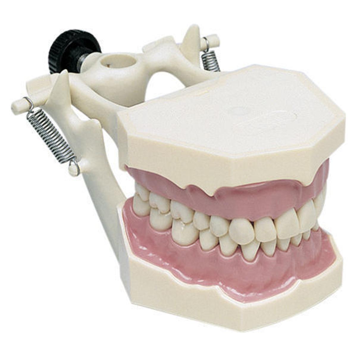 Arbeitsmodell AG-3 DA - OK und UK im Demonstrationsartikulator