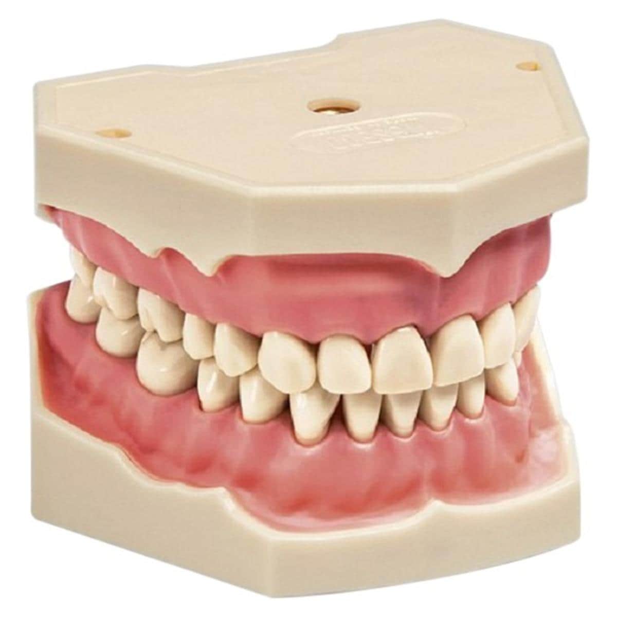 Arbeitsmodell AG-3 - Oberkiefermodell (16 Zähne)