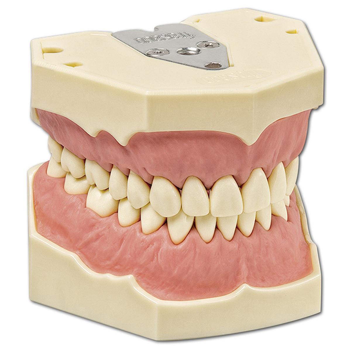 Dentalhygiene-Modell AG-3 H - Modell