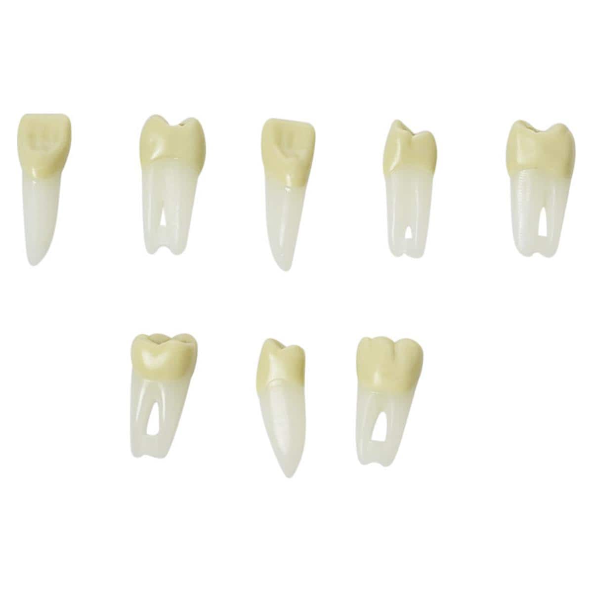 Endo-Modellzahn mit Schraube ANA-4 ZPURN - Zahn 46