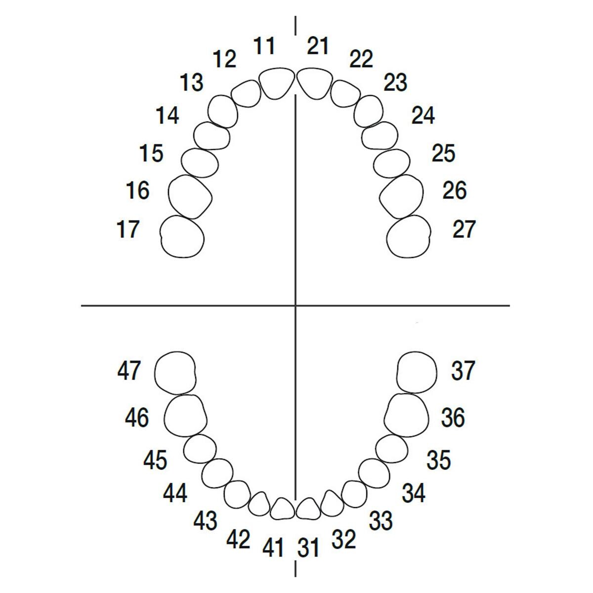 Arbeitsmodell ANA-4 VE 903 - Endodontie Modell Oberkiefer