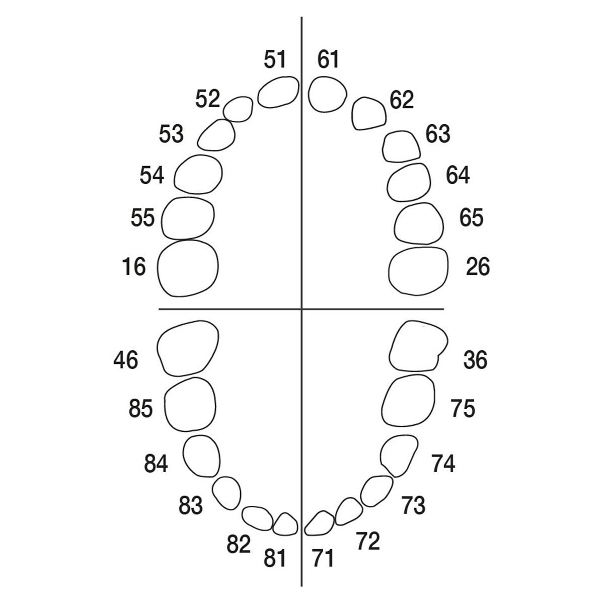 Modellzähne Milchzahn AK-6 - Zahn 36