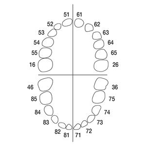 Modellzähne Milchzahn AK-6 - Zahn 36