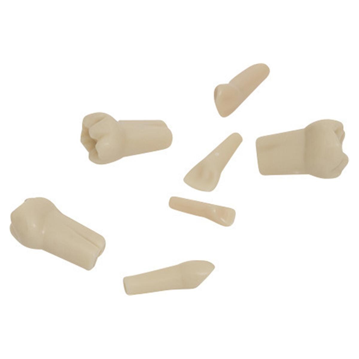 Modellzähne Milchzahn AK-6 - Zahn 36