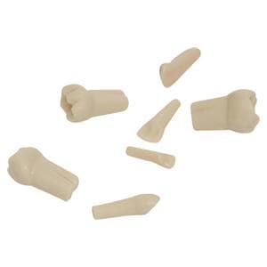 Modellzähne Milchzahn AK-6 - Zahn 36