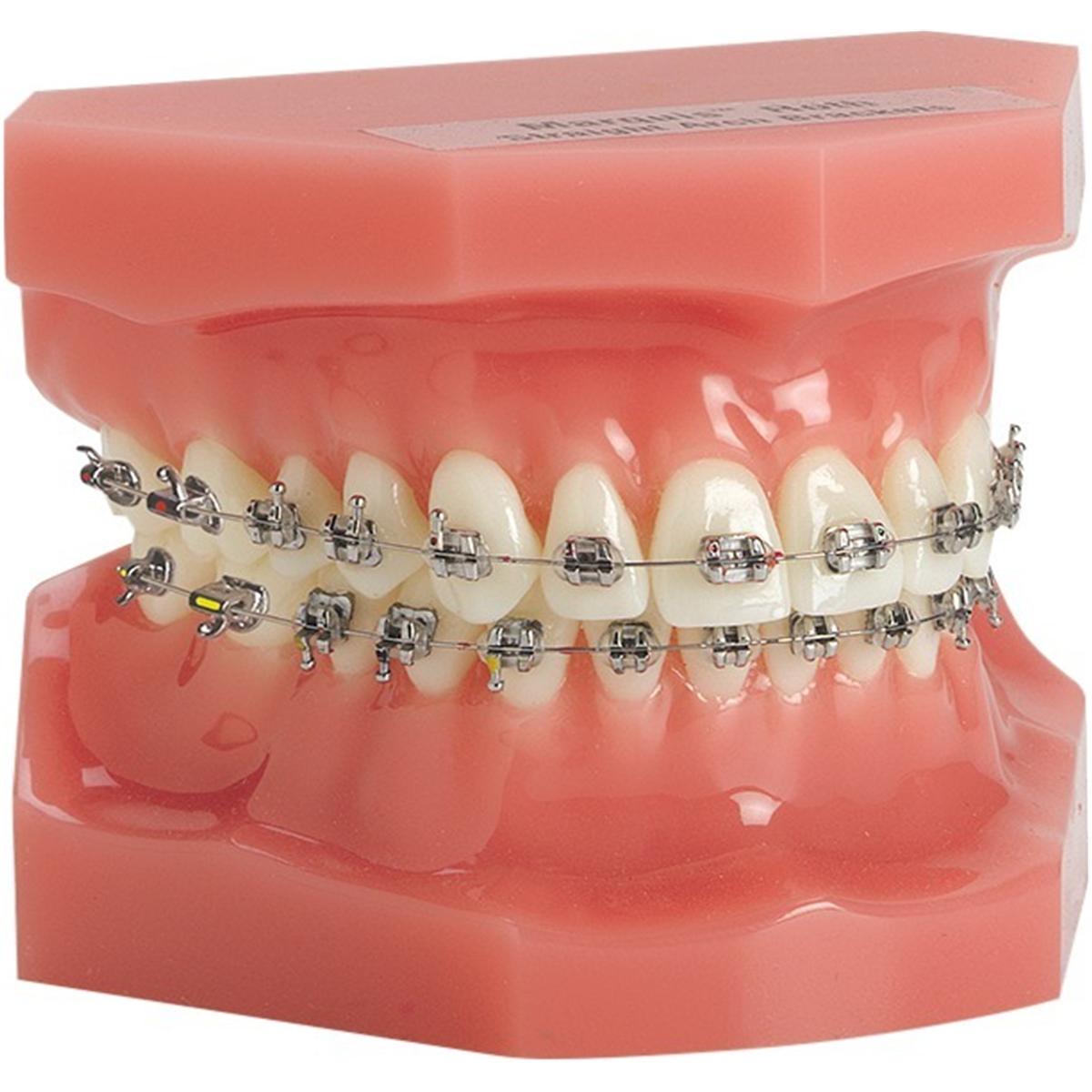 Ortho Technology Typodonten zur Demonstration - Typodont Marquis Edelstahl