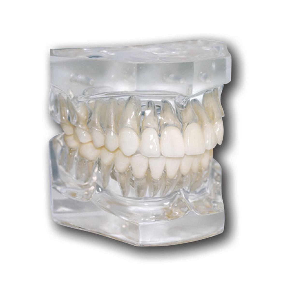 Ortho Technology Typodonten zur Demonstration - Typodont Flexibler Sockel Idealverzahnung von Zähnen mit Zahnwurzeln